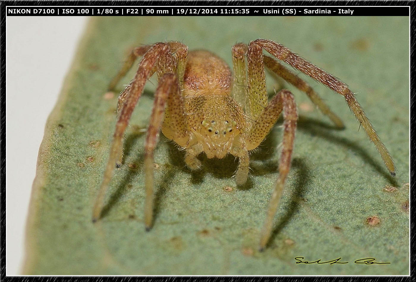 Philodromus sp. - Usini (SS)